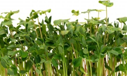 How to grow Microgreens