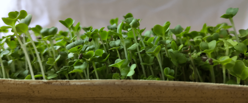 Broccoli microgreens